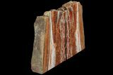 Tall, Arizona Petrified Wood Bookends - Red & White #111108-2